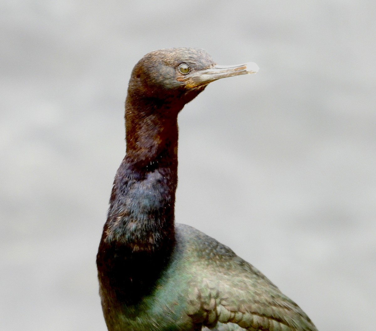 Pelagic Cormorant - ML619701137