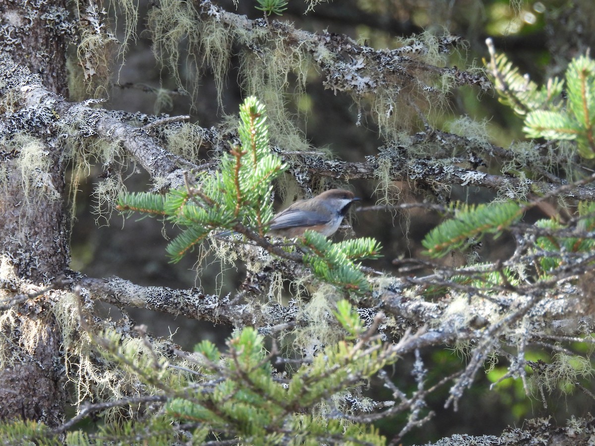 Boreal Chickadee - ML619701153