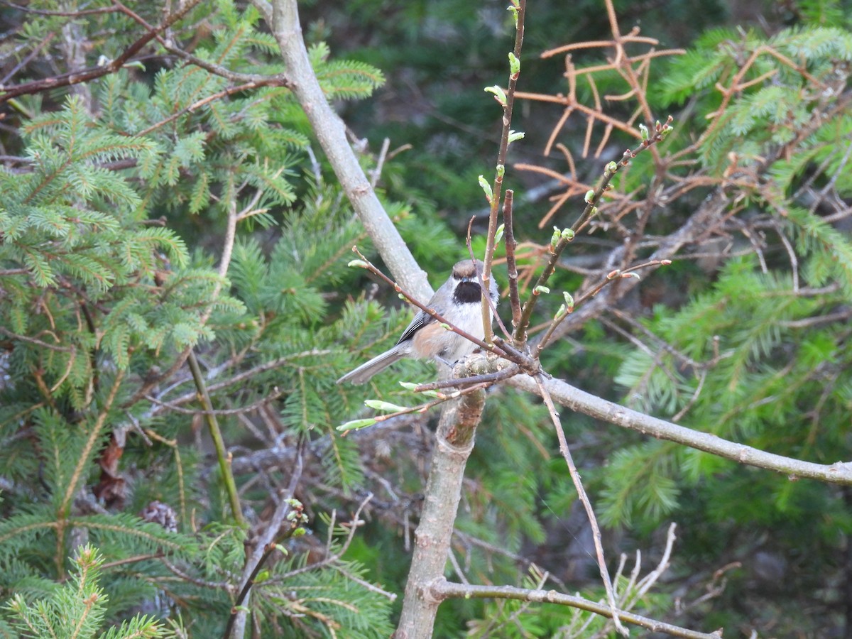 Boreal Chickadee - ML619701154