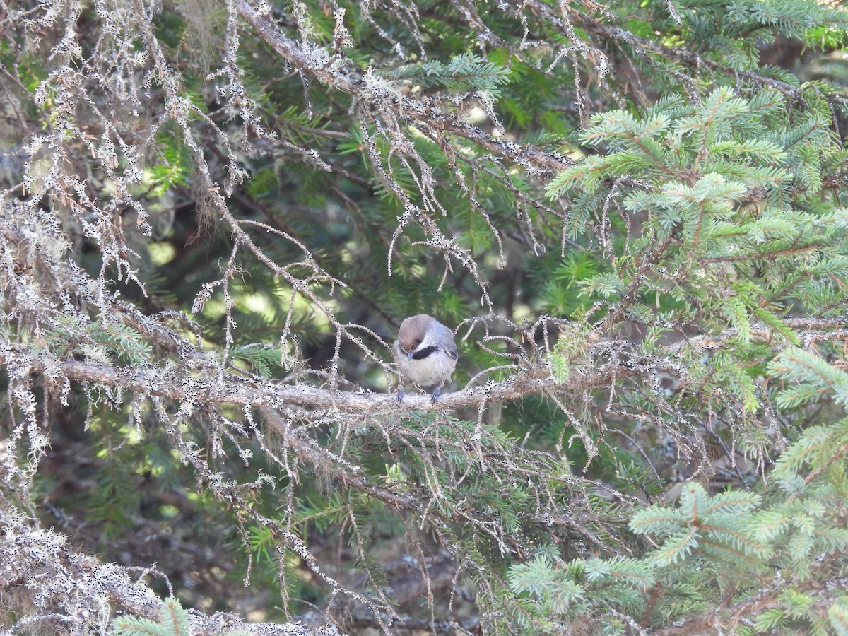 Boreal Chickadee - ML619701155