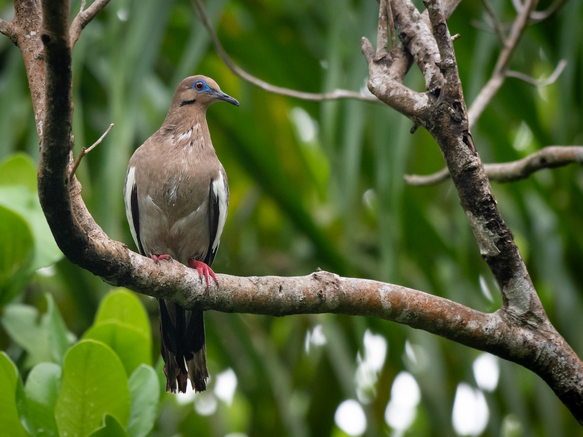 White-winged Dove - Ava Kornfeld