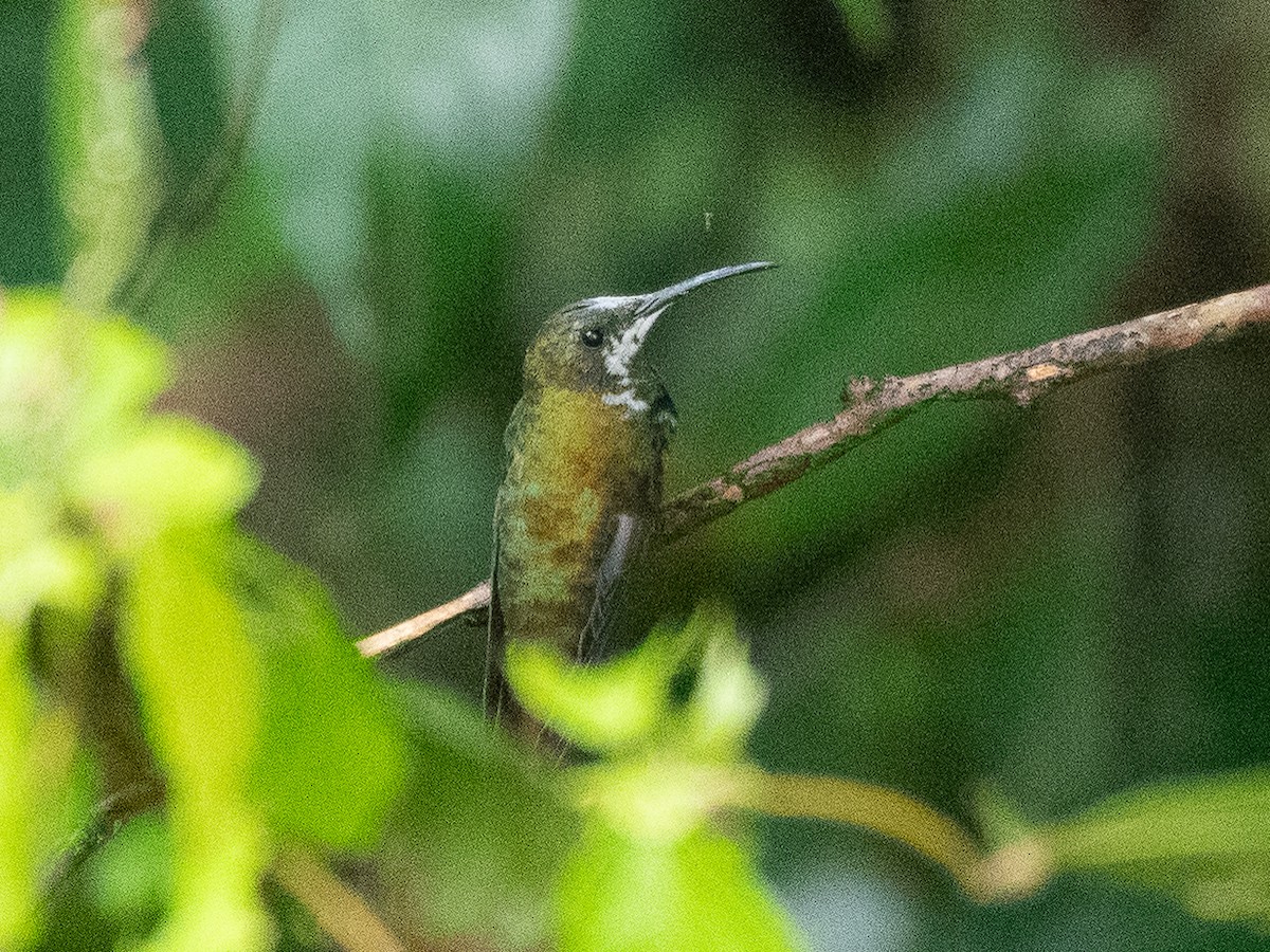 kolibřík tmavoprsý - ML619701166