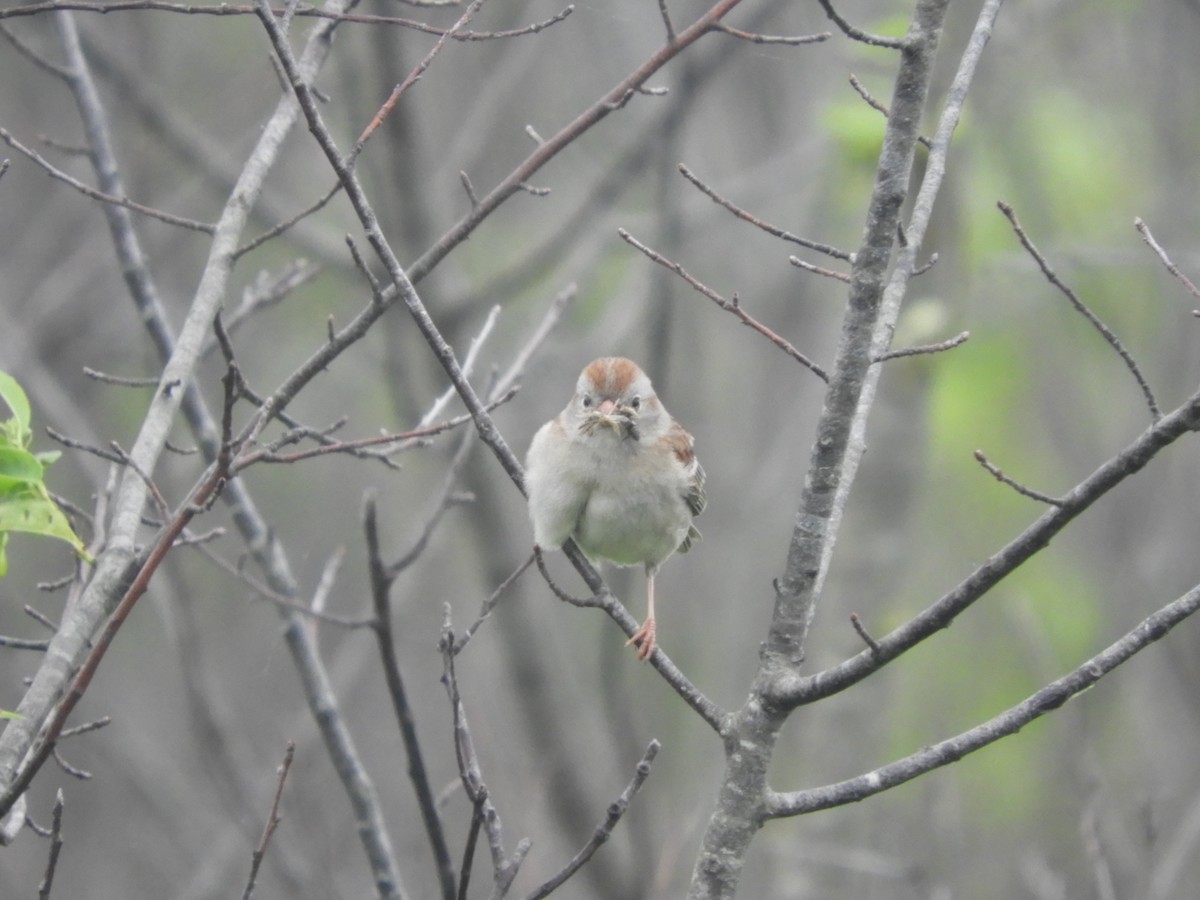 Field Sparrow - Marion Miller