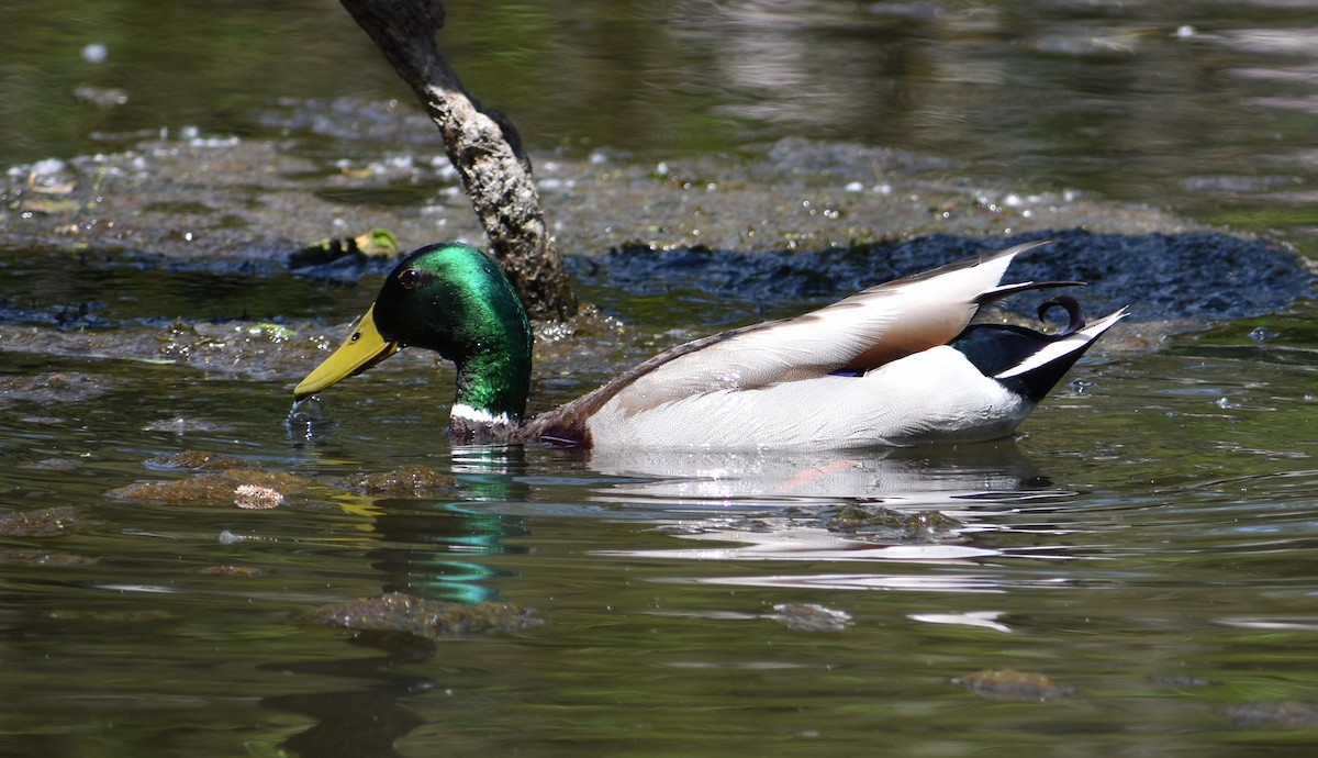 Mallard - Tser Supalla