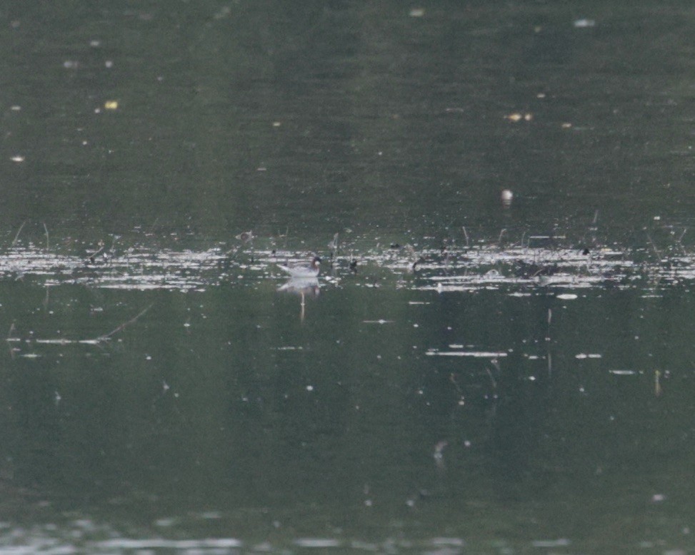 Red-necked Phalarope - ML619701214