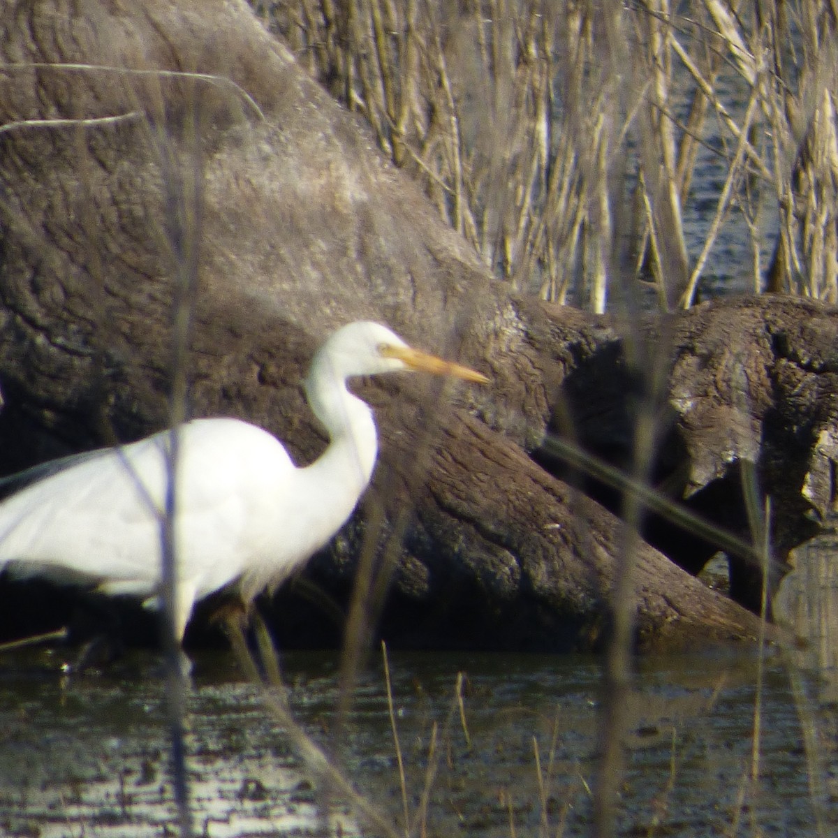 Great Egret - ML619701224