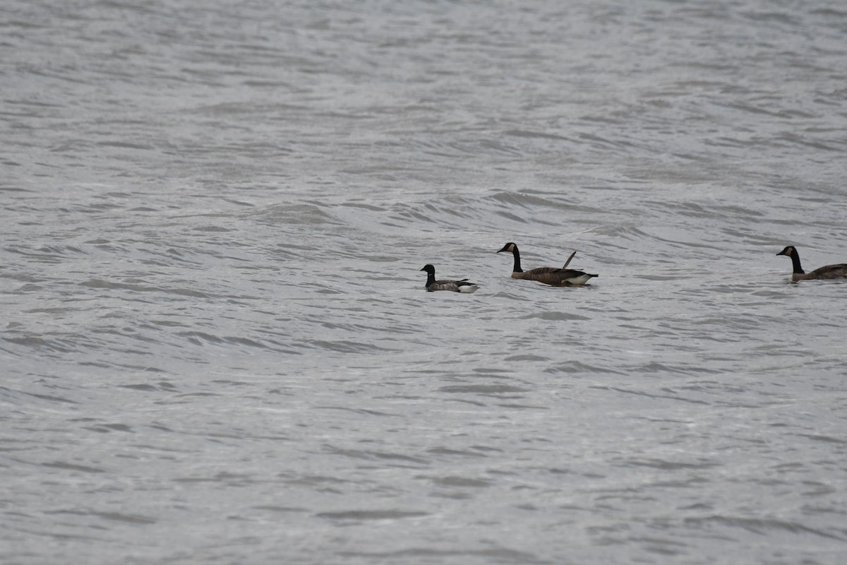 Brant - ML619701254