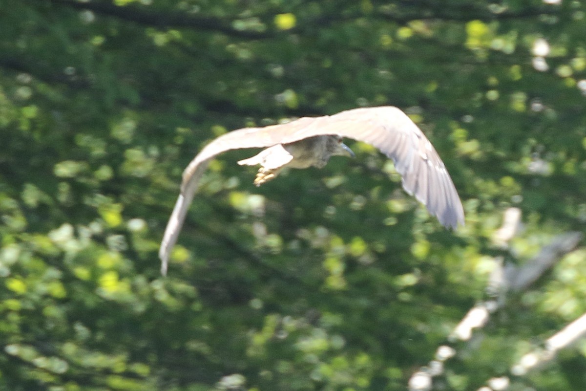 Black-crowned Night Heron - ML619701256