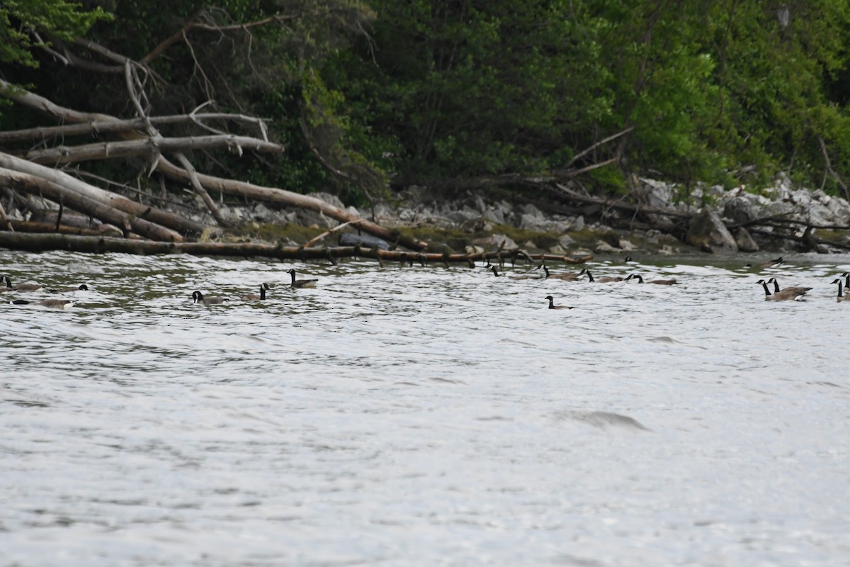 Brant - ML619701263