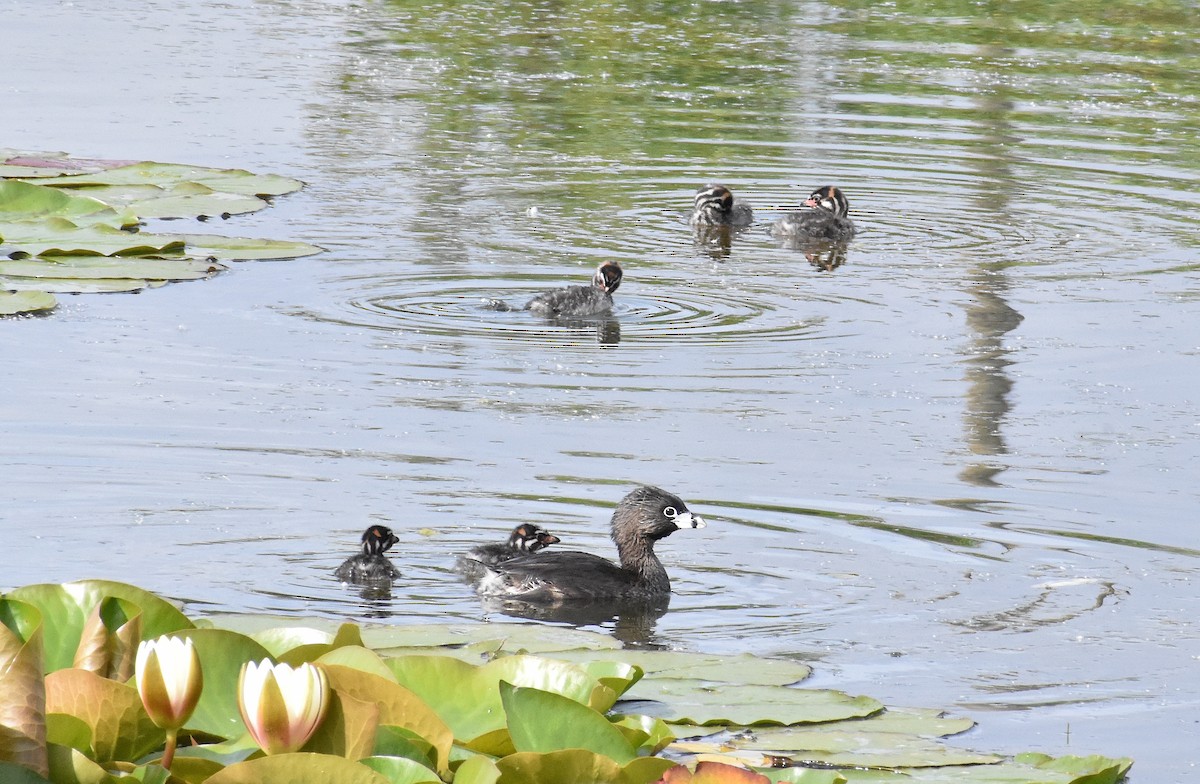 Pied-billed Grebe - ML619701265