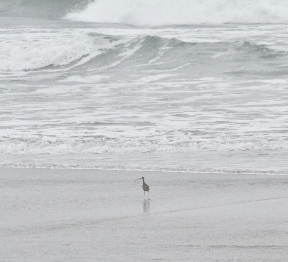 Long-billed Curlew - ML619701266