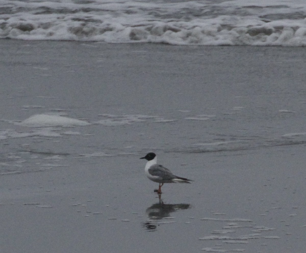 Bonaparte's Gull - ML619701270