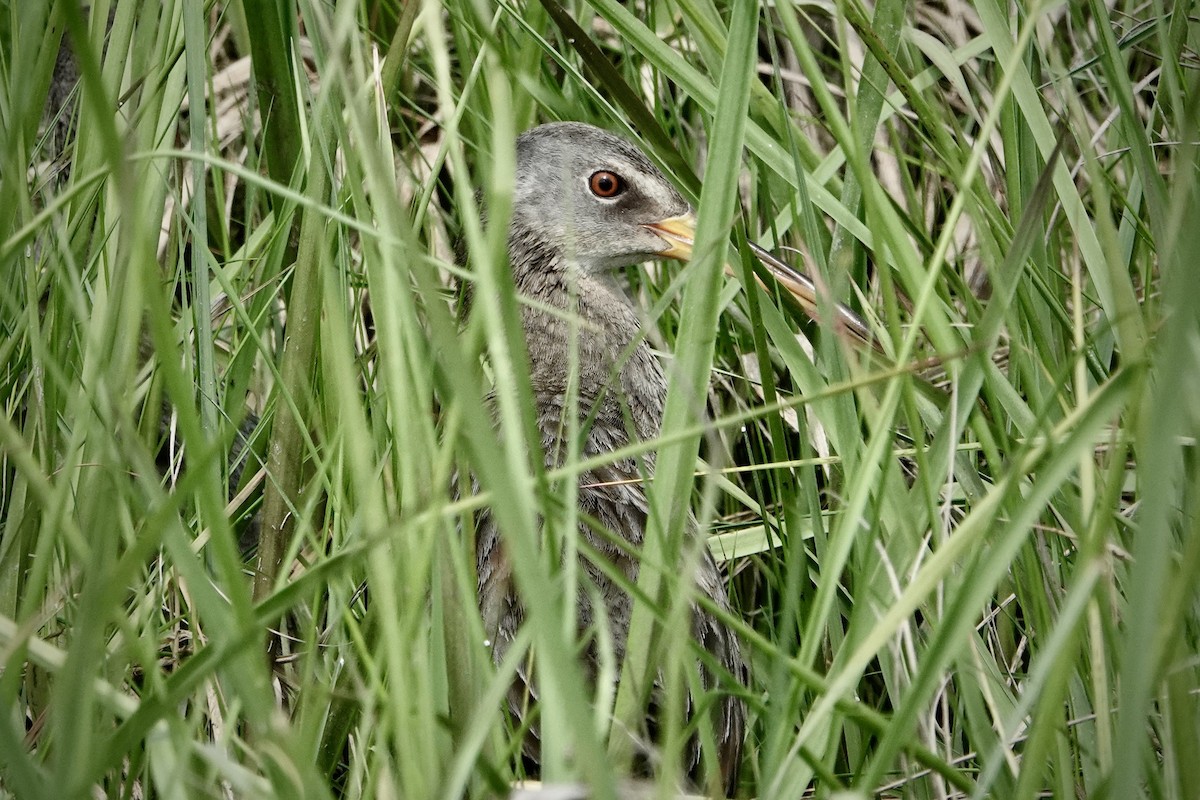 Clapper Rail - ML619701278