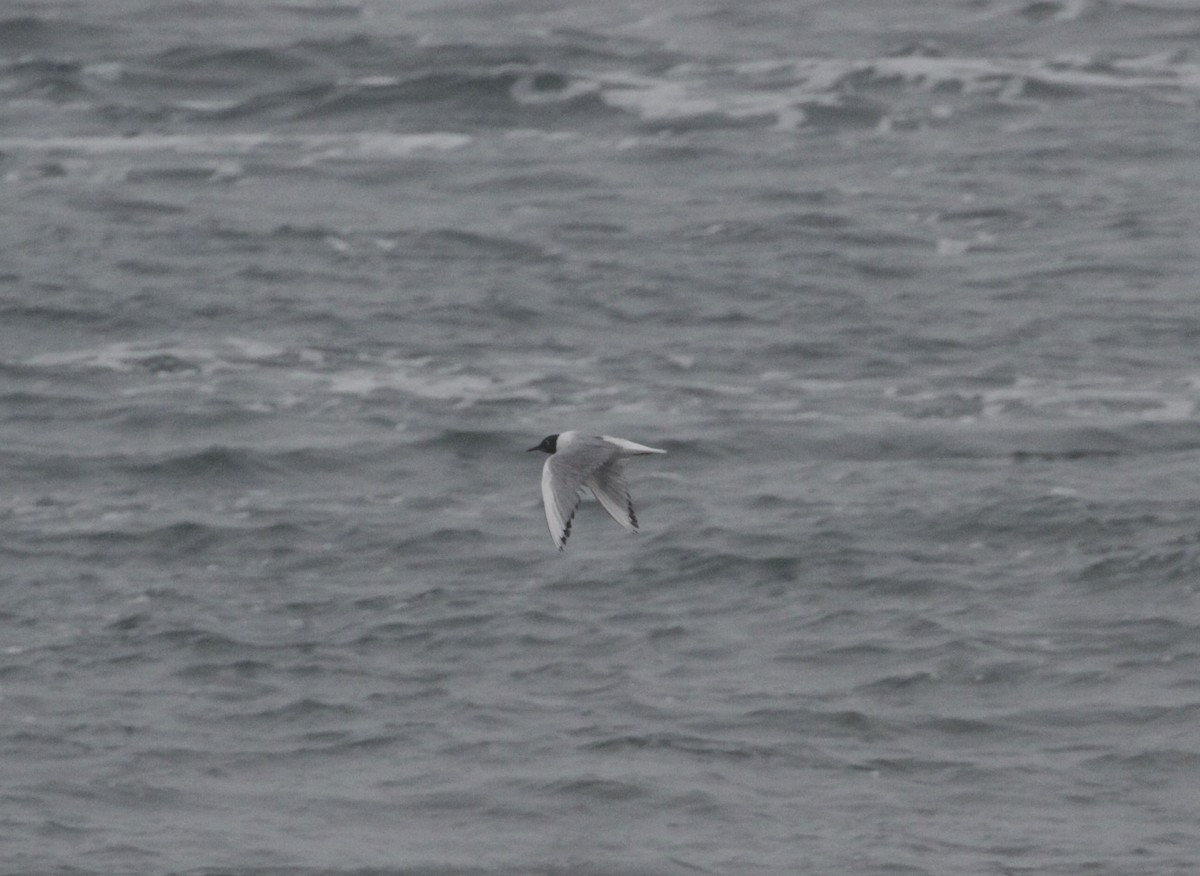 Mouette de Bonaparte - ML619701280