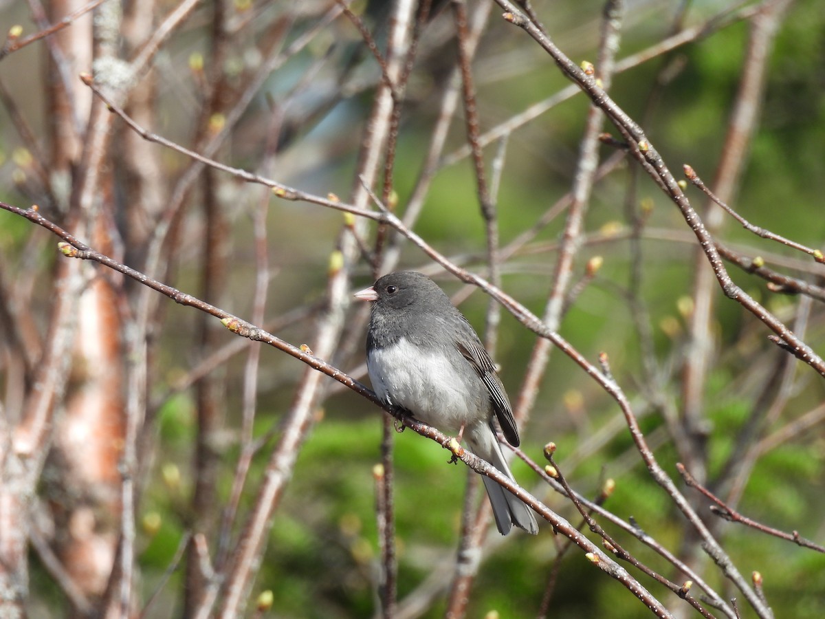 Dark-eyed Junco - ML619701299