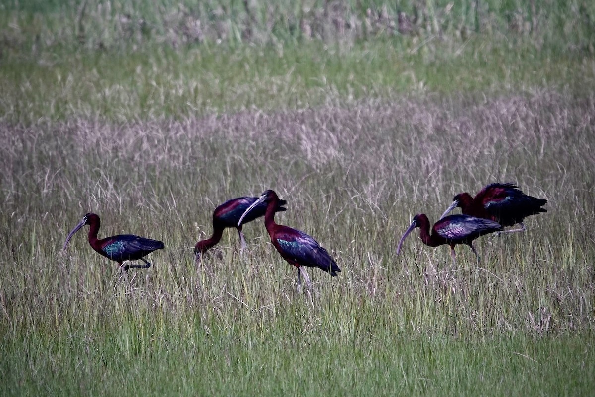 Glossy Ibis - Matt Sharp