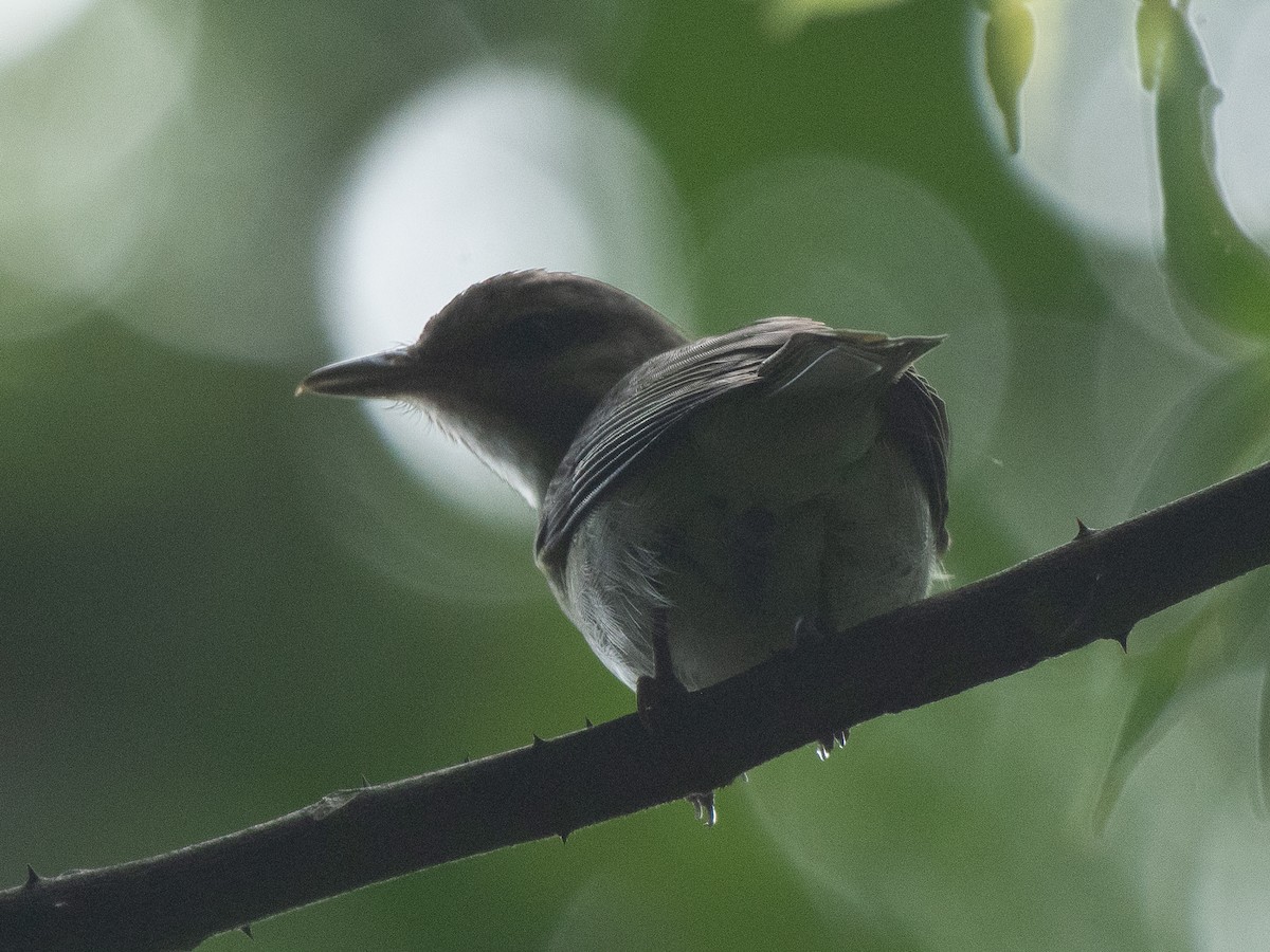 Vireo Bigotudo - ML619701305