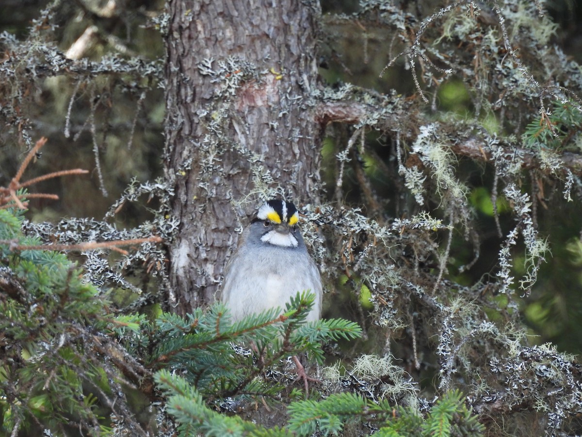 White-throated Sparrow - ML619701320