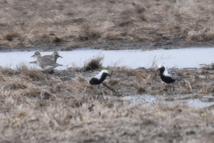 Black-bellied Plover - ML619701321