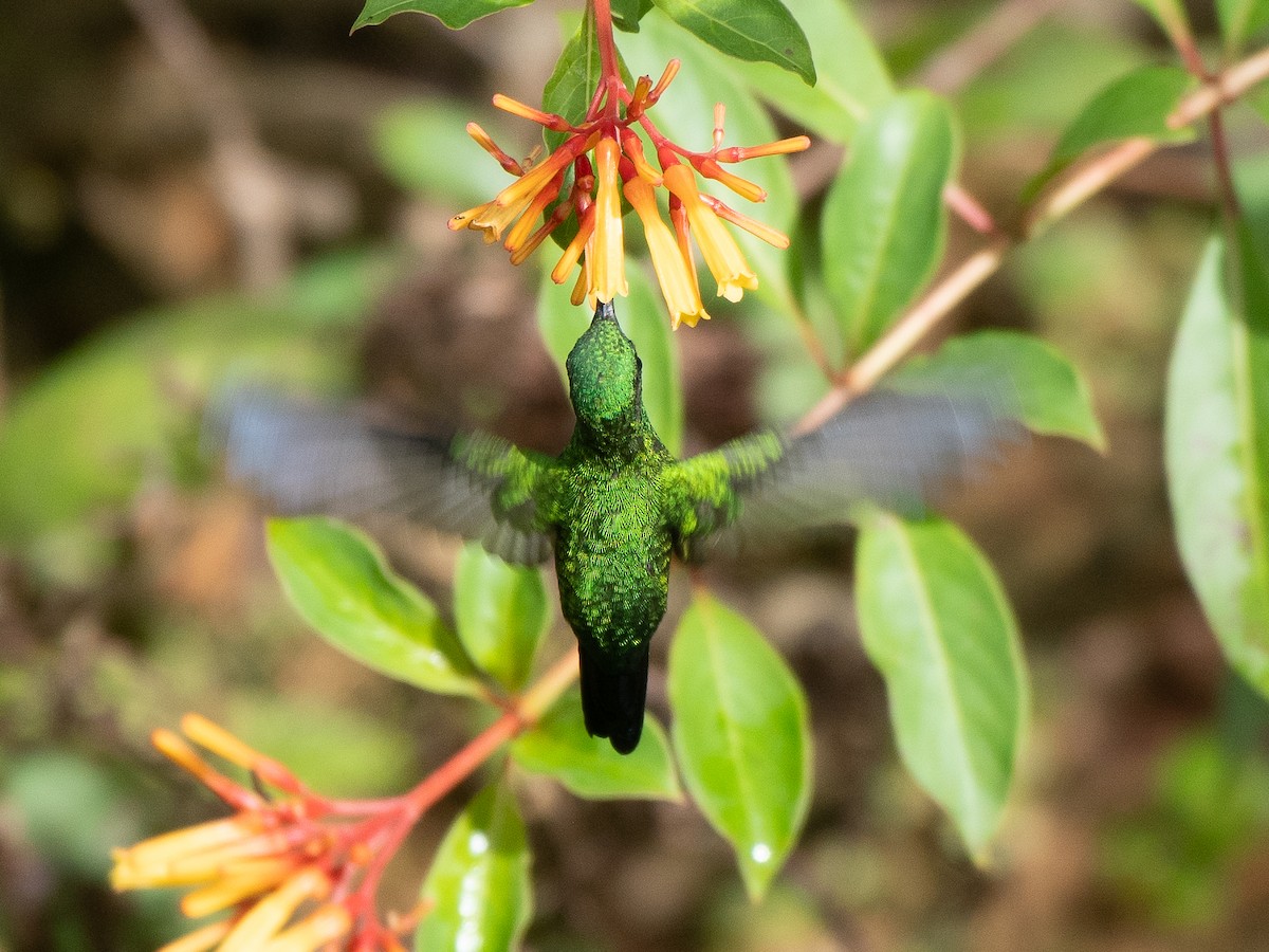 kolibřík portorický - ML619701328