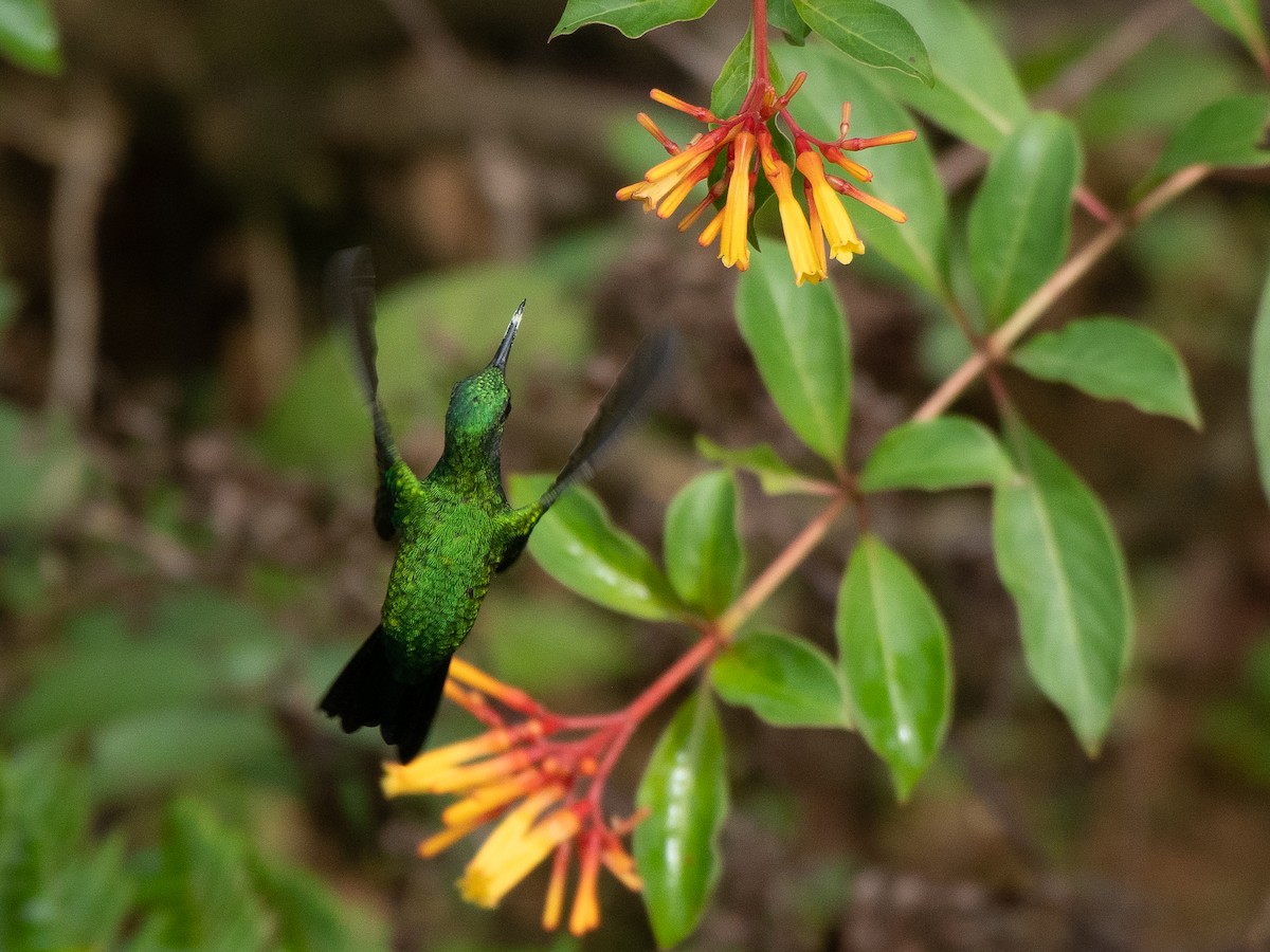 kolibřík portorický - ML619701330