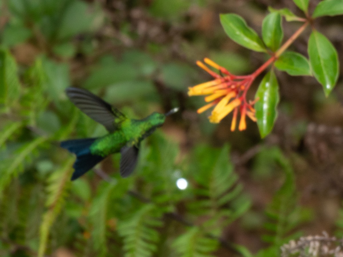 kolibřík portorický - ML619701331