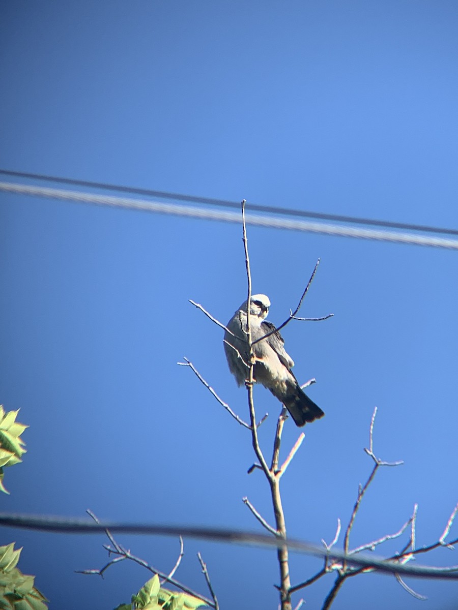 Mississippi Kite - ML619701341