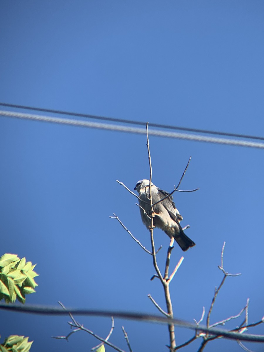 Mississippi Kite - ML619701344