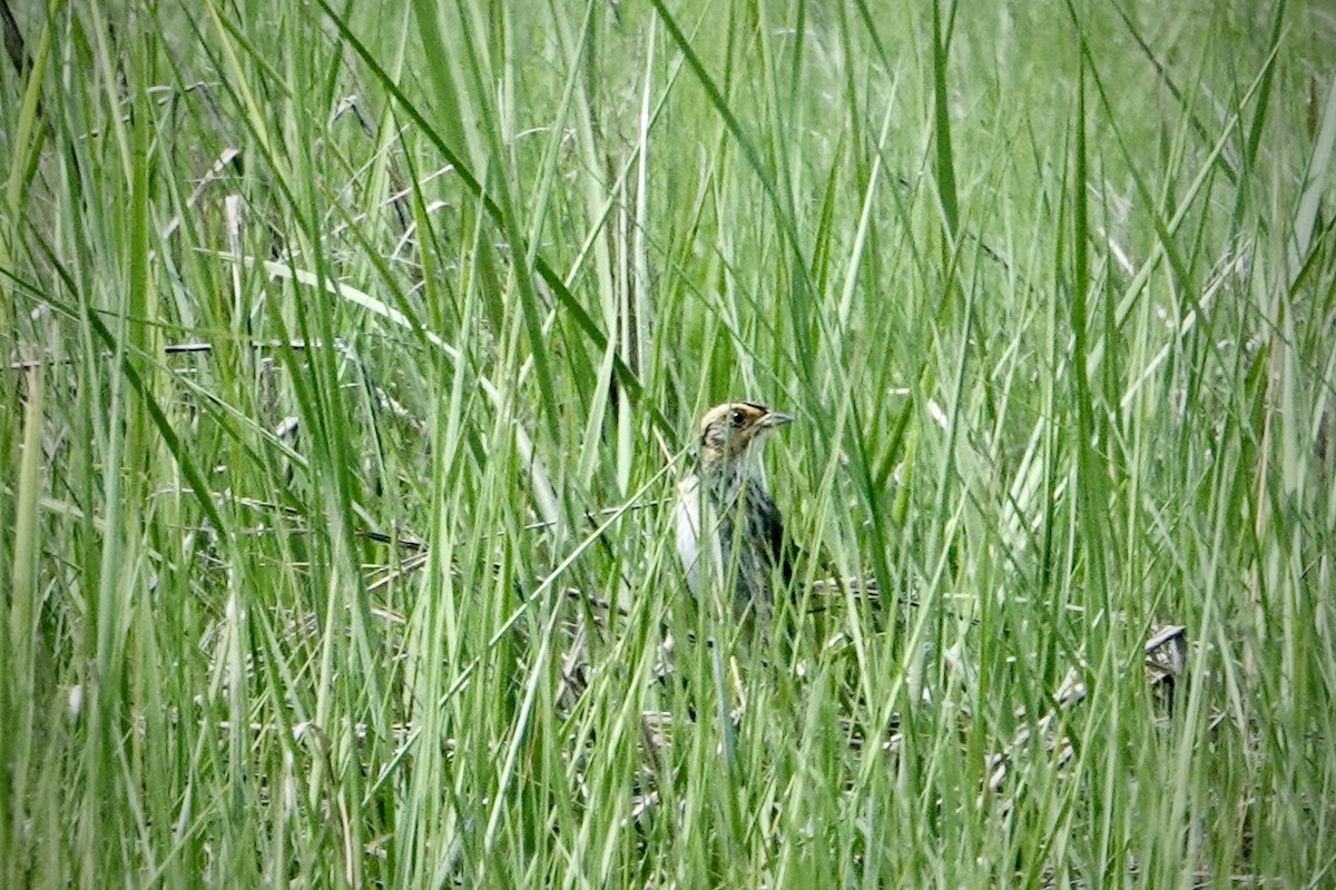 Saltmarsh Sparrow - ML619701348