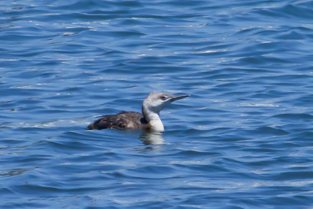 Red-throated Loon - ML619701353