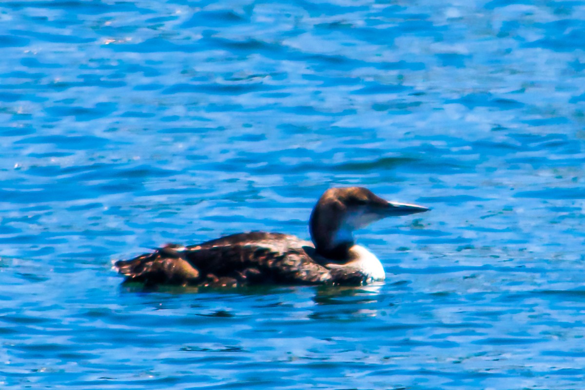 Common Loon - ML619701355