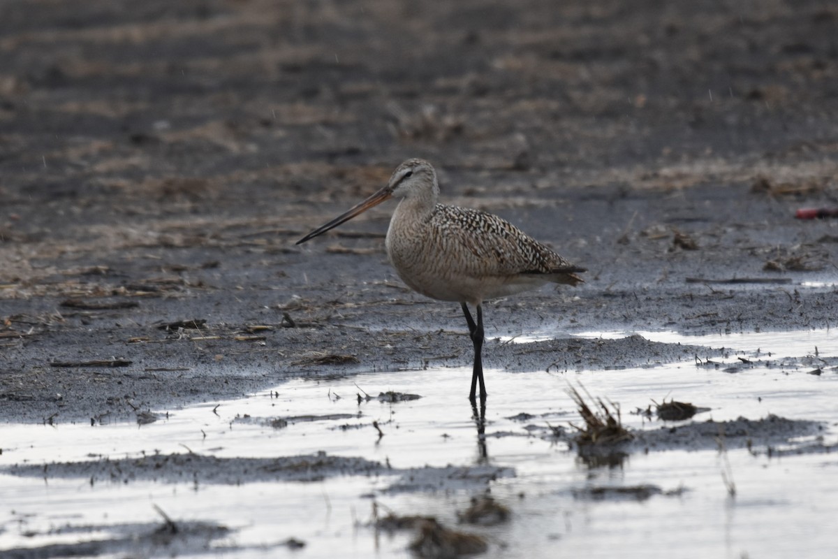 Marbled Godwit - ML619701376