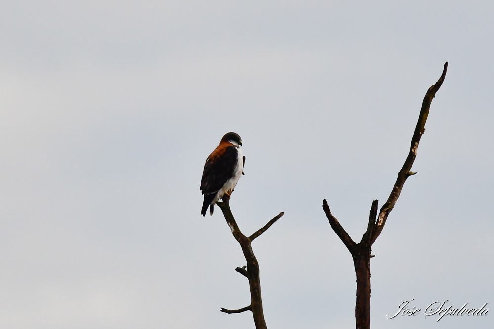 Variable Hawk - José Sepúlveda