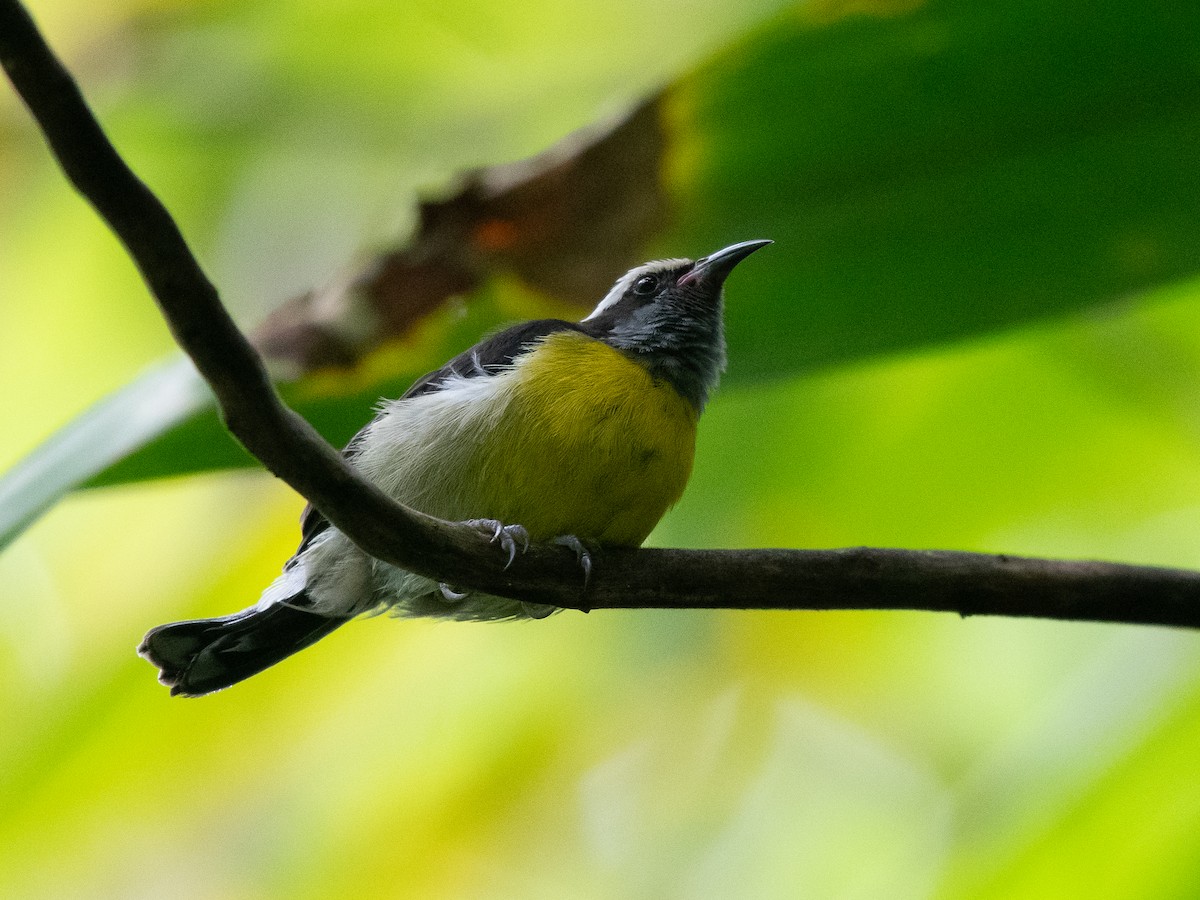 Sucrier à ventre jaune (groupe portoricensis) - ML619701382