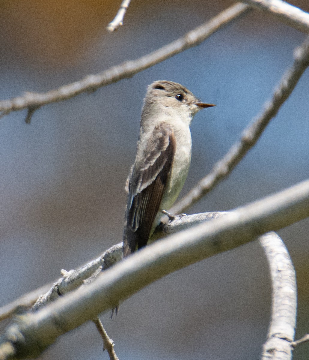 Western Wood-Pewee - ML619701427