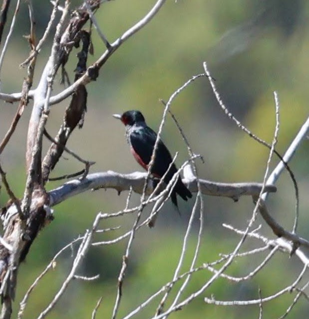 Lewis's Woodpecker - ML619701460