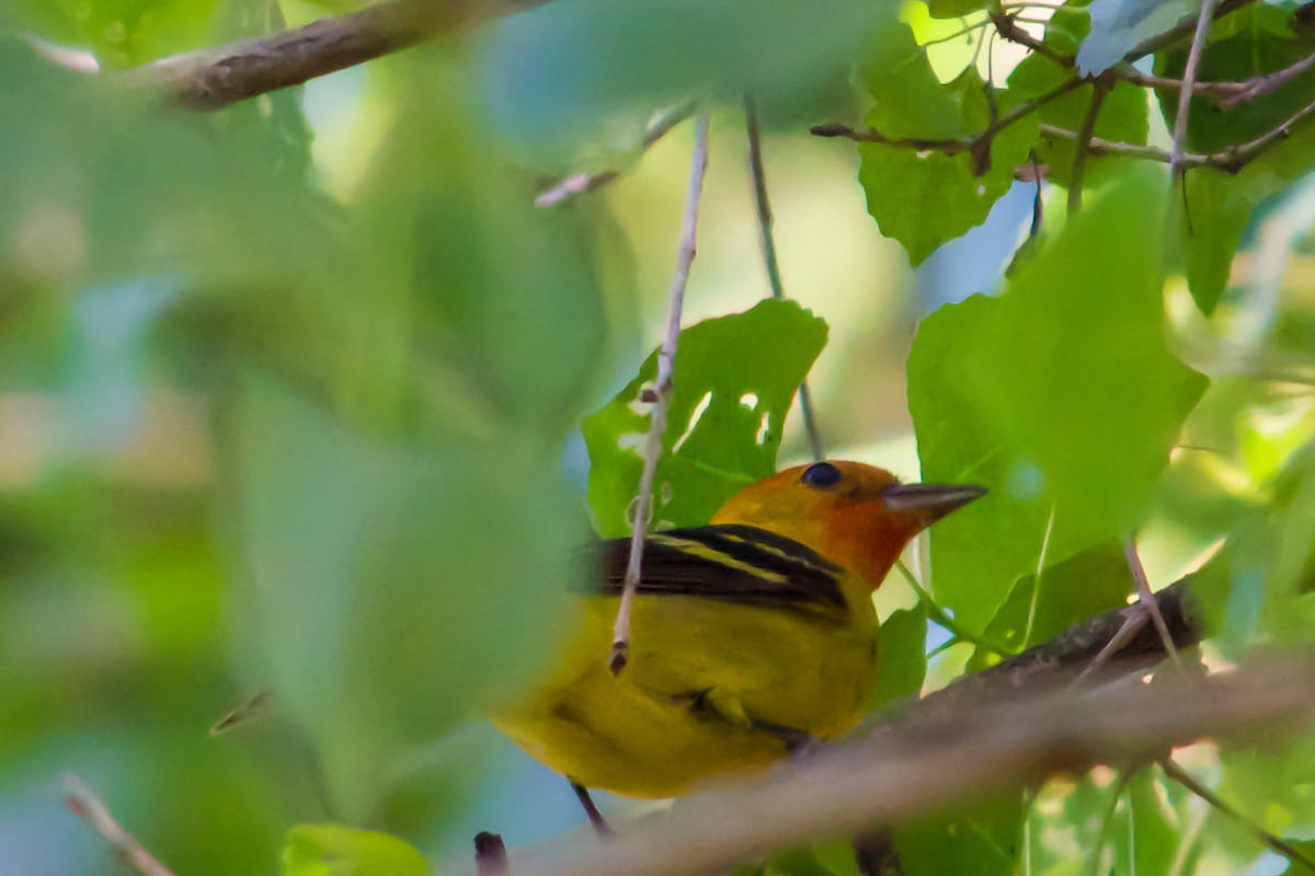 Western Tanager - ML619701482