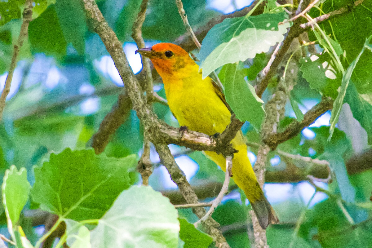 Western Tanager - ML619701483