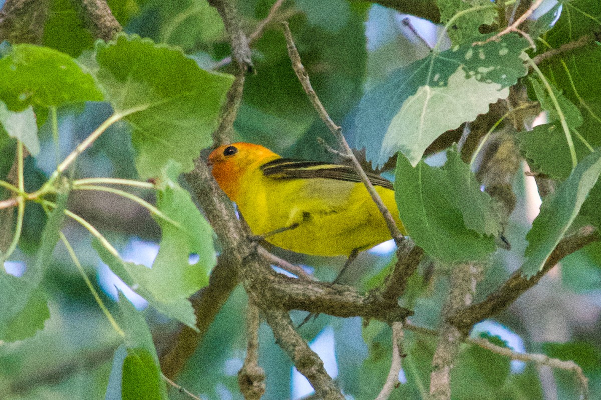 Western Tanager - ML619701484