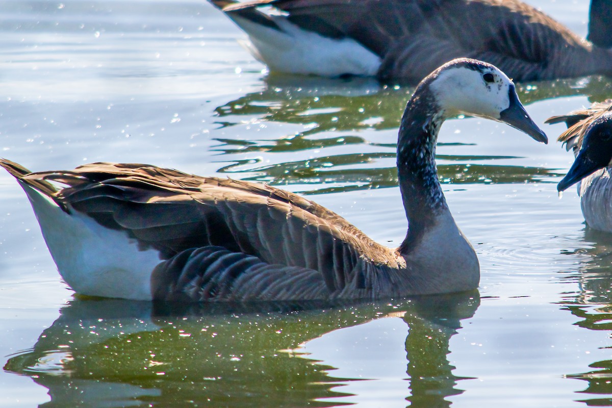 Canada Goose - ML619701503