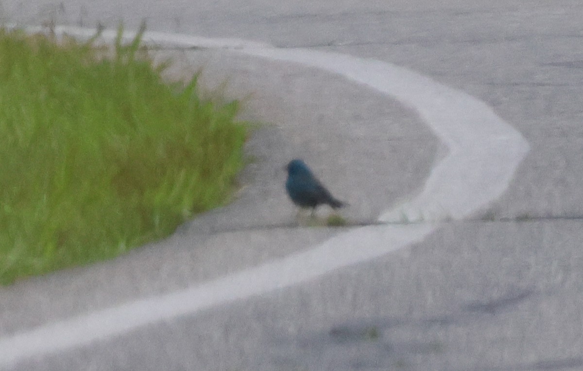 Indigo Bunting - ML619701532