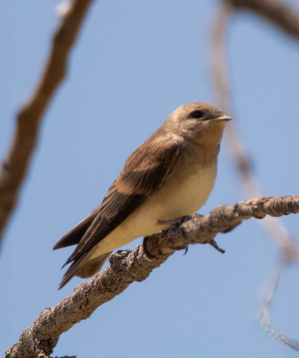 Northern Rough-winged Swallow - ML619701537
