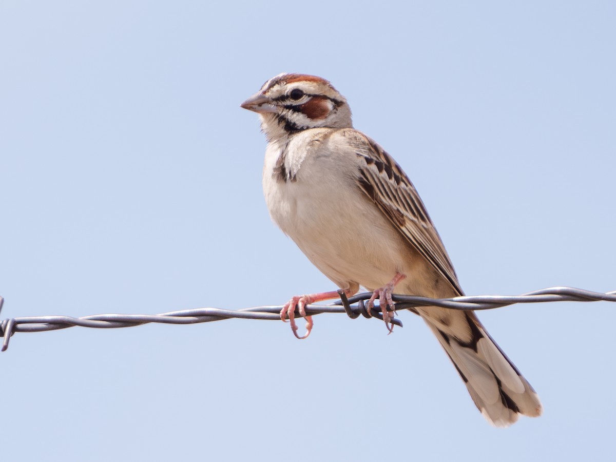 Lark Sparrow - Lisa Hansen