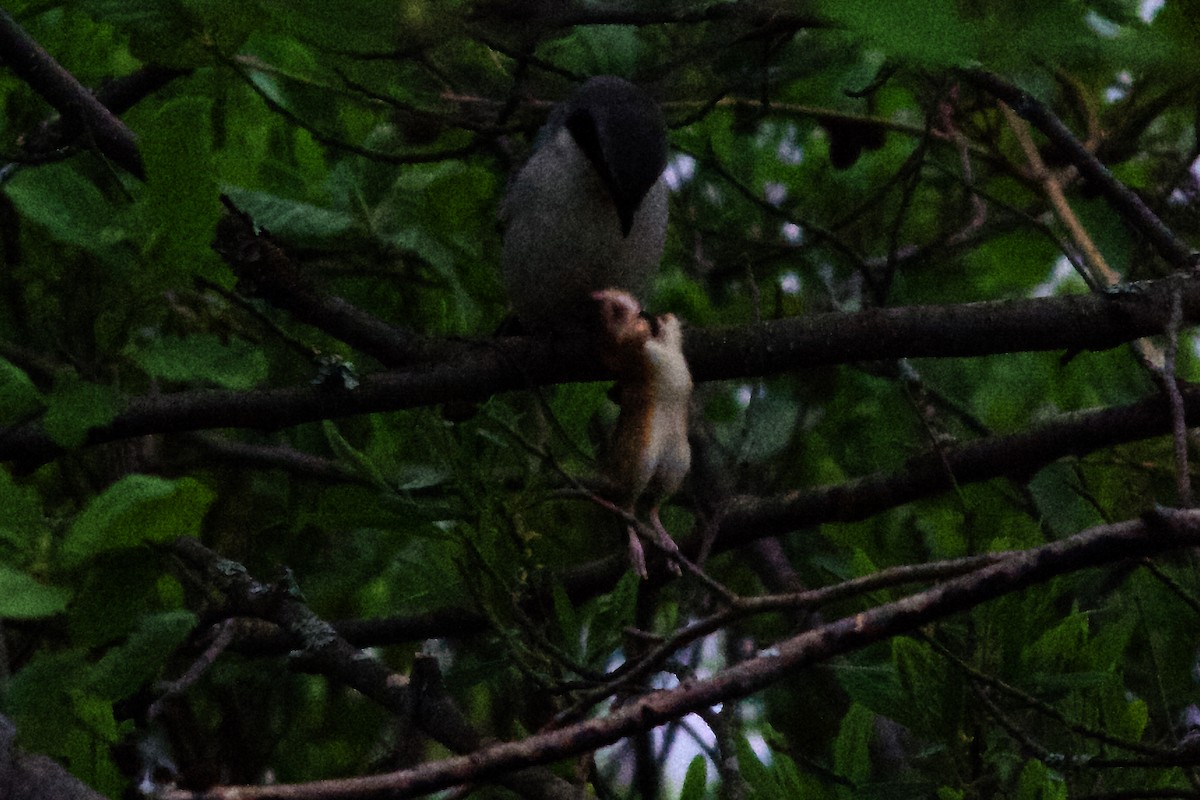 Loggerhead Shrike - ML619701563