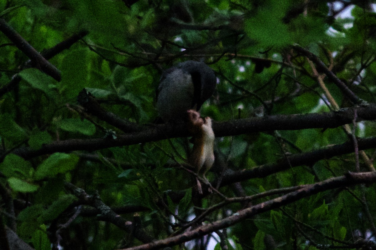 Loggerhead Shrike - ML619701564