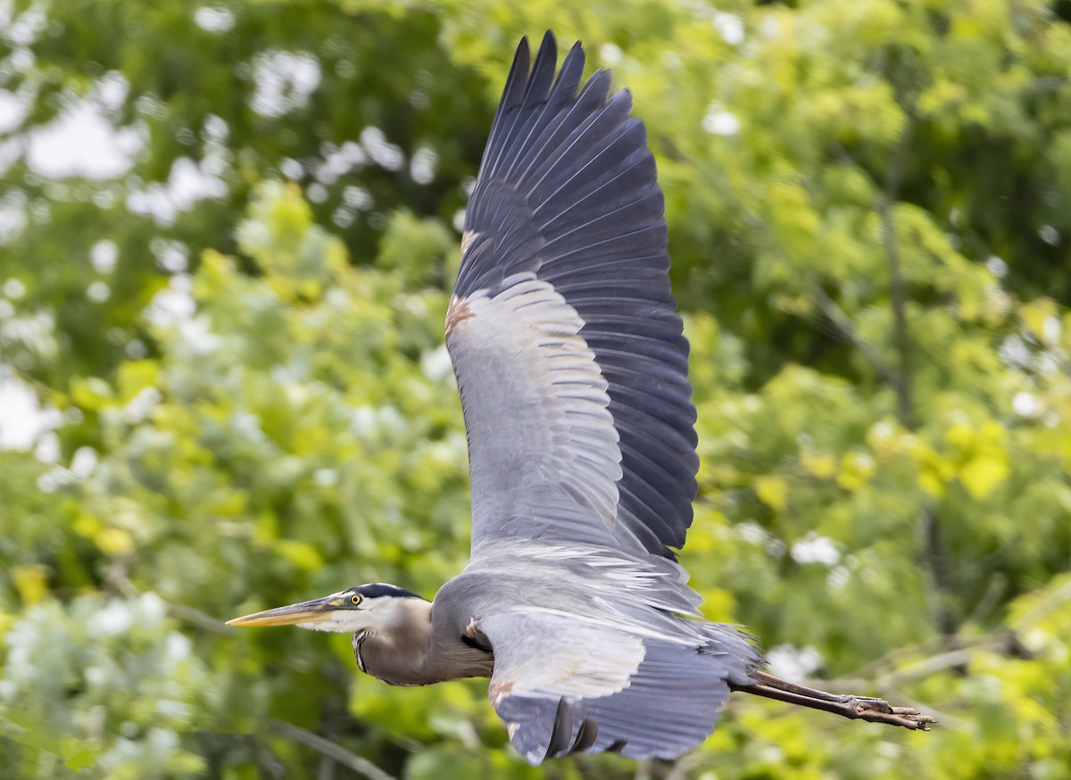 Great Blue Heron - ML619701582