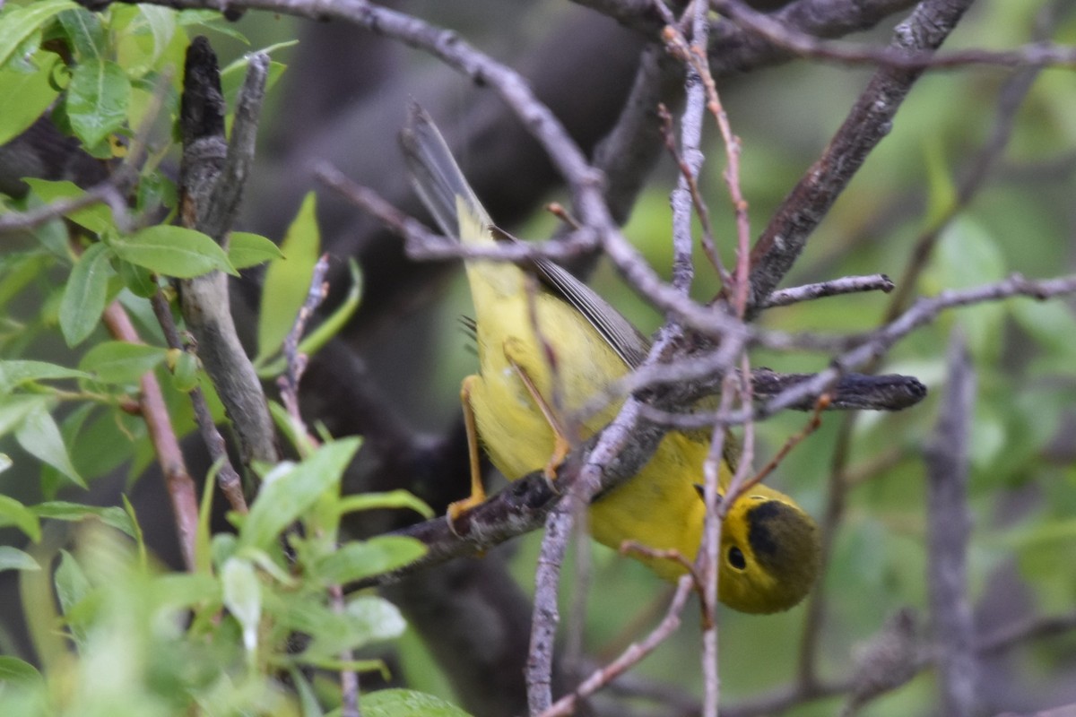 Wilson's Warbler - ML619701596