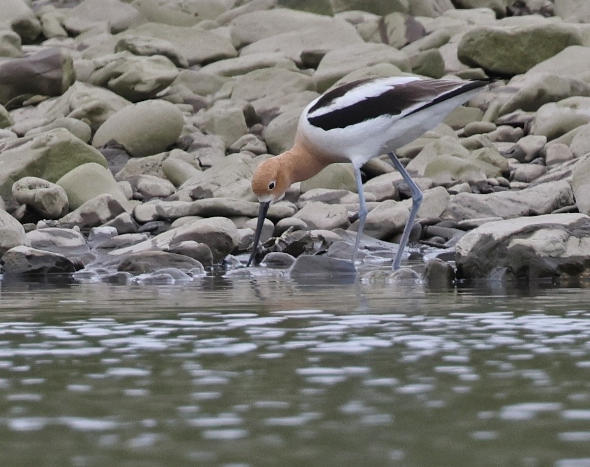 Avoceta Americana - ML619701611