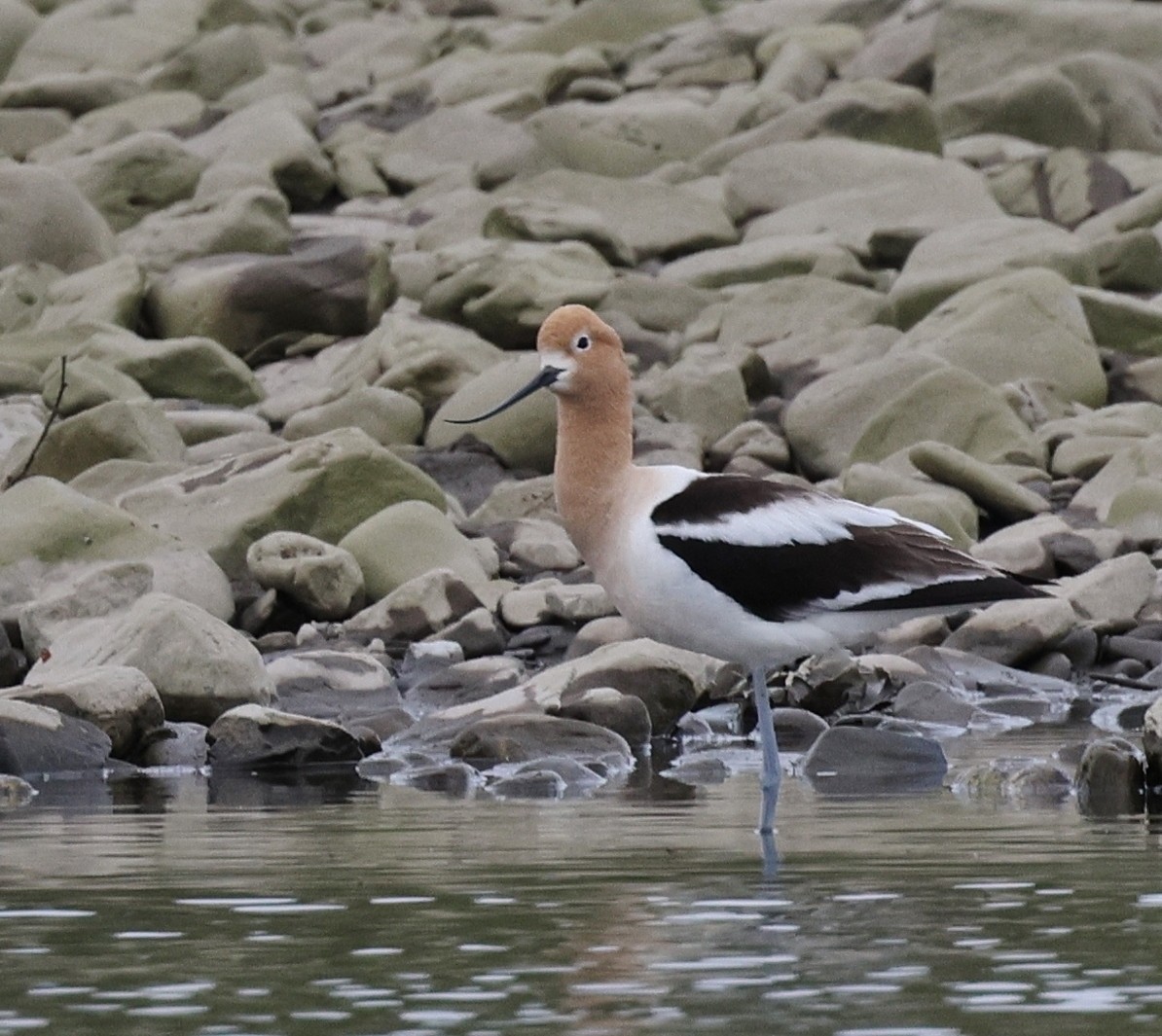 Avocette d'Amérique - ML619701612