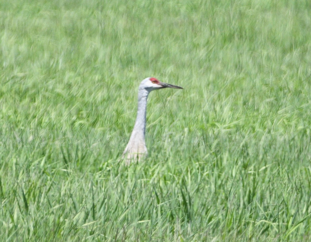 Sandhill Crane - ML619701689